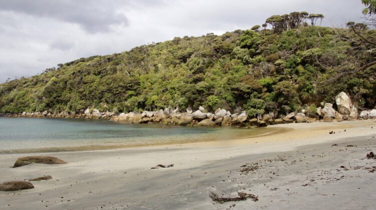 Trees – Nature’s weapon against Climate Change