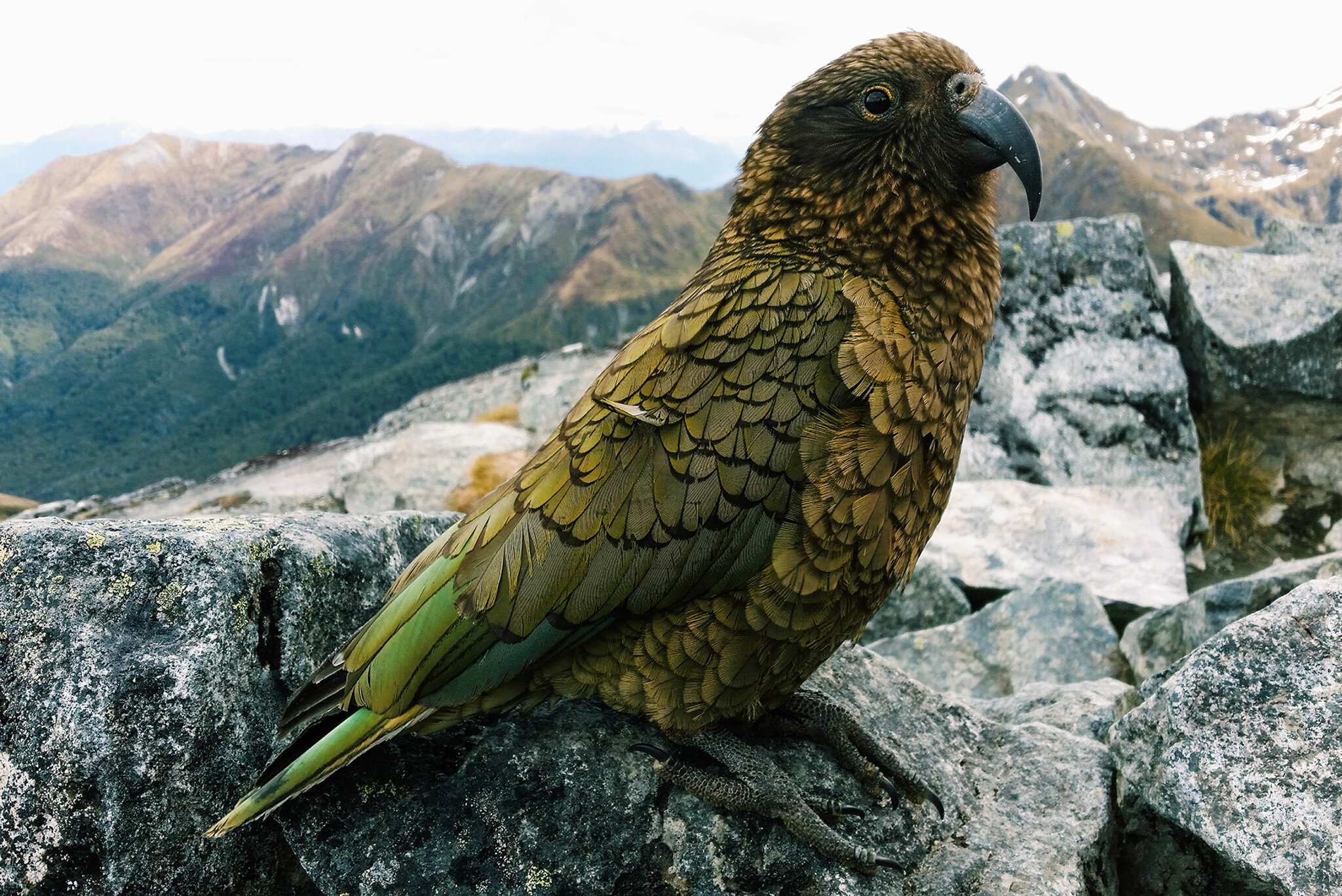 The Kea - Photo courtesy of Ultimate Hikes.